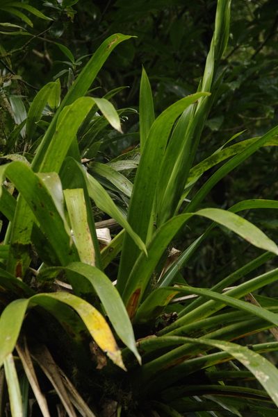 Guzmania polycephala, photographed by Eric Knight