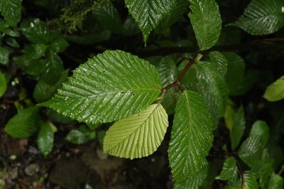Begonia cooperi, photographed by Eric Knight