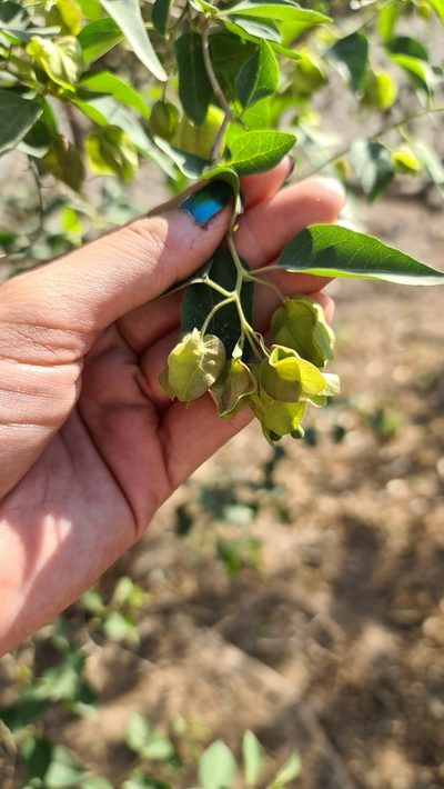 Bougainvillea campanulata, photographed by Sol Quipildor