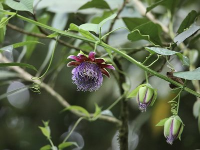 Passiflora quadrangularis, photographed by Aitor