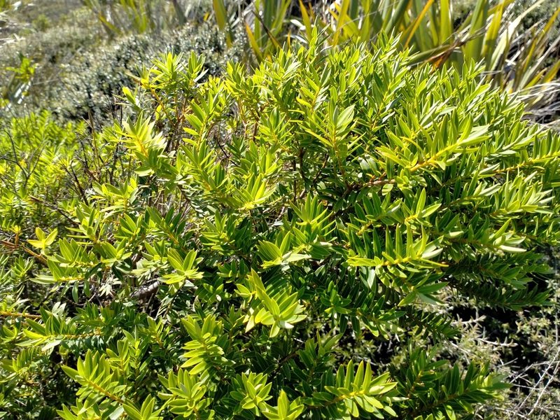 Veronica diosmifolia, photographed by John Barkla