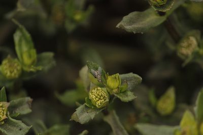 Enydra sessilifolia, photographed by Ruth Gutiérrez Oliveros