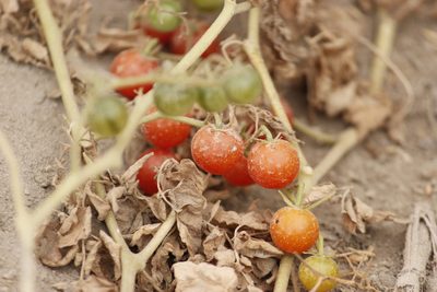 Solanum pimpinellifolium, photographed by Ruth Gutiérrez Oliveros