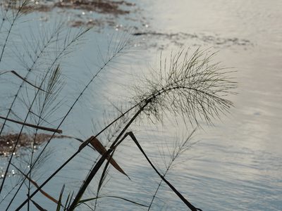 Zizania aquatica, photographed by Judy Gallagher