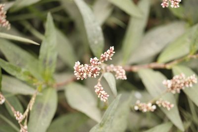 Persicaria hydropiperoides, photographed by Ruth Gutiérrez Oliveros