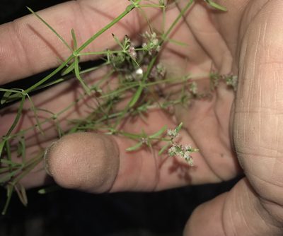Galium wrightii, photographed by CK2AZ