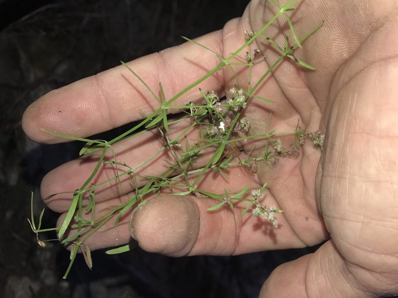 Galium wrightii, photographed by CK2AZ