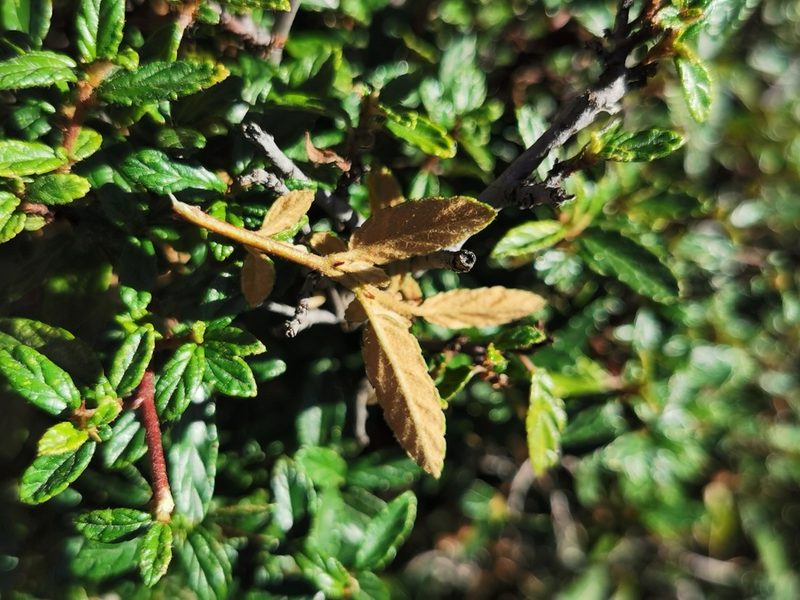 Ceanothus ochraceus, photographed by M. Socorro González Elizondo