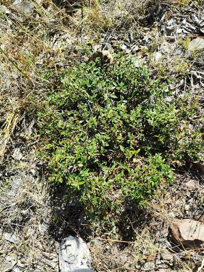 Ceanothus ochraceus, photographed by M. Socorro González Elizondo