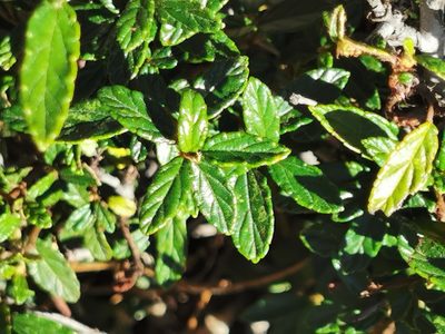 Ceanothus ochraceus, photographed by M. Socorro González Elizondo