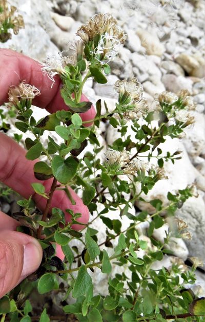 Ageratina wrightii, photographed by Annika Lindqvist