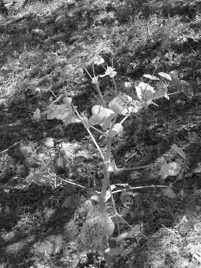 Smyrnium cordifolium, photographed by Oleg Kosterin