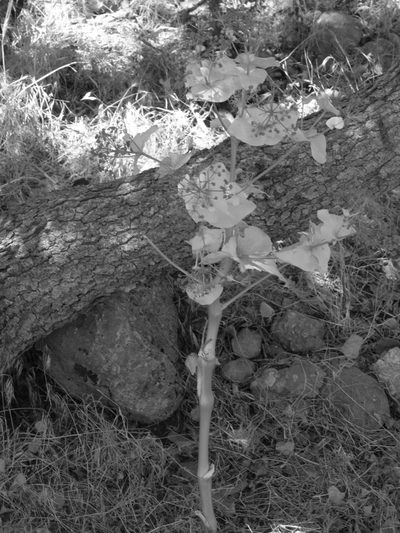 Smyrnium cordifolium, photographed by Oleg Kosterin