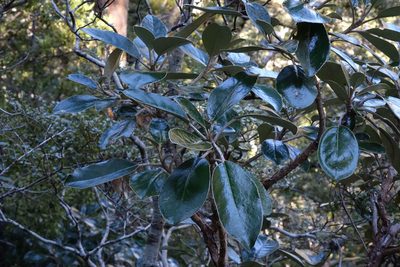 Brachyglottis buchananii, photographed by John Barkla
