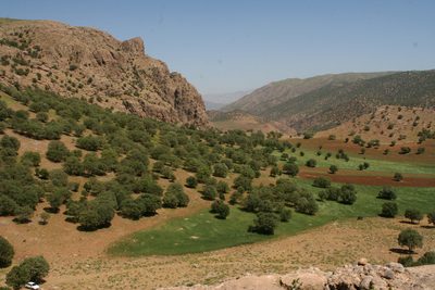 Quercus brantii, photographed by Oleg Kosterin