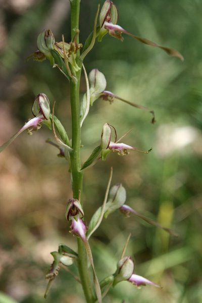 Himantoglossum caprinum, photographed by Oleg Kosterin