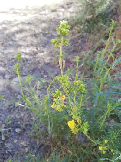 Calceolaria thyrsiflora, photographed by Fernanda Isidora Améstica Rojas