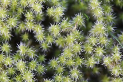 Niphotrichum canescens, photographed by Michel Langeveld