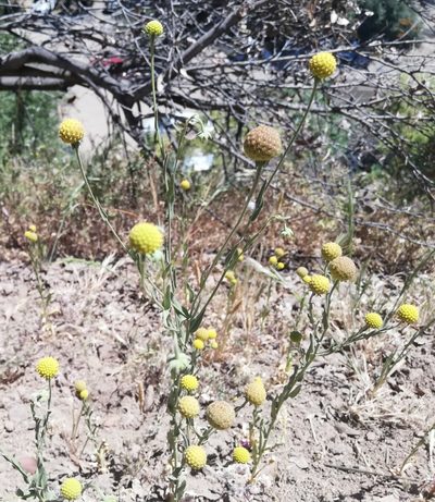 Helenium aromaticum, photographed by Fernanda Isidora Améstica Rojas