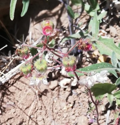 Cristaria dissecta, photographed by Fernanda Isidora Améstica Rojas