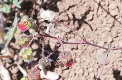 Cristaria dissecta, photographed by Fernanda Isidora Améstica Rojas