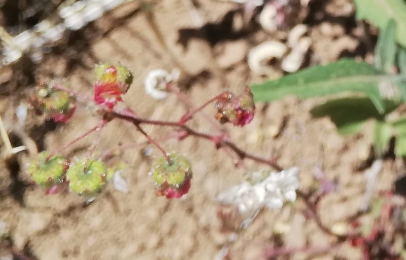 Cristaria dissecta, photographed by Fernanda Isidora Améstica Rojas