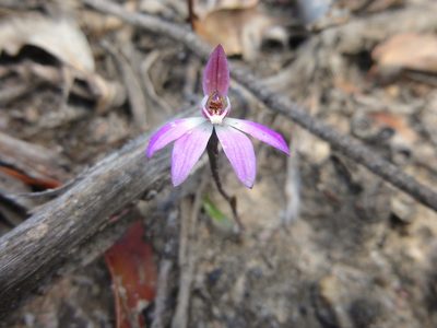 Caladenia fuscata, photographed by Kiri Bee