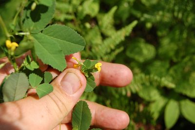 Medicago platycarpos, photographed by Alexander Dubynin