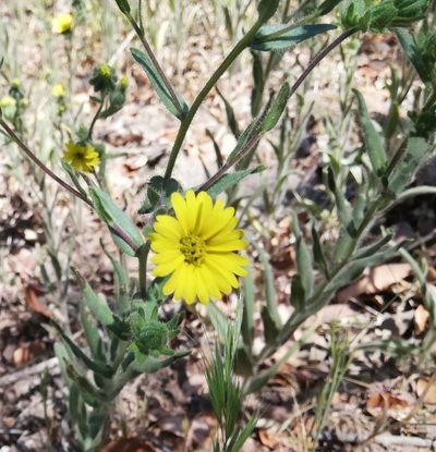 Madia chilensis, photographed by Fernanda Isidora Améstica Rojas