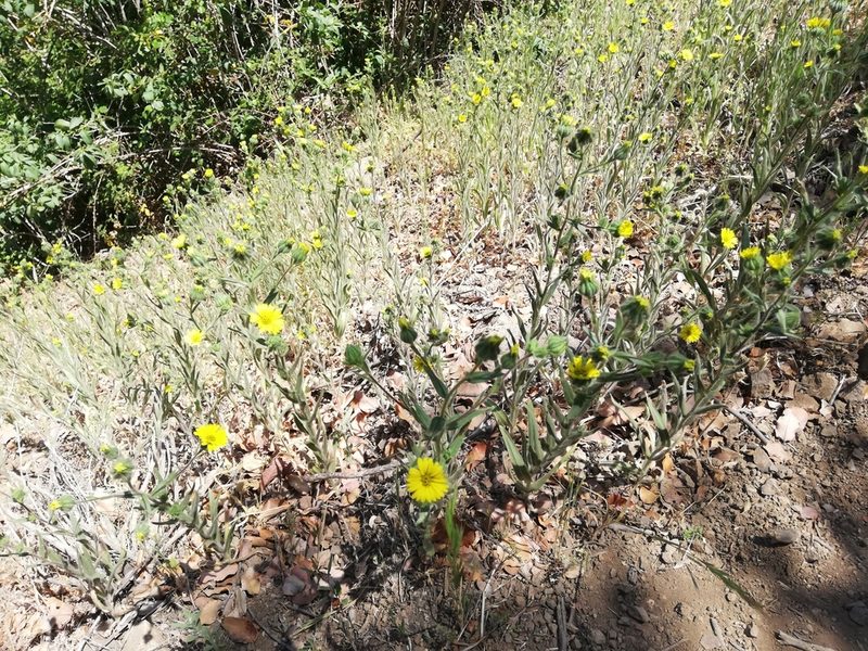Madia chilensis, photographed by Fernanda Isidora Améstica Rojas
