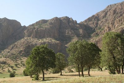 Quercus brantii, photographed by Oleg Kosterin