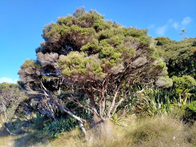 Kunzea linearis, photographed by John Barkla
