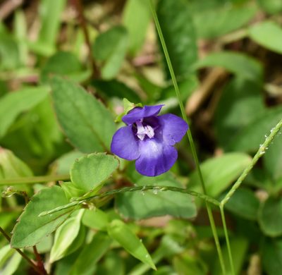 Torenia asiatica, photographed by Rejoice Gassah