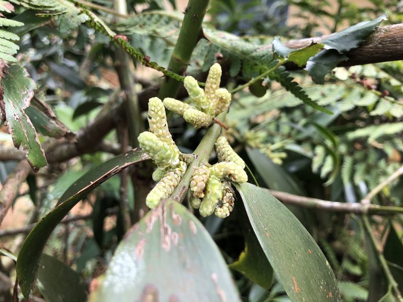 Nageia wallichiana, photographed by Divya Mudappa