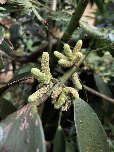 Nageia wallichiana, photographed by Divya Mudappa