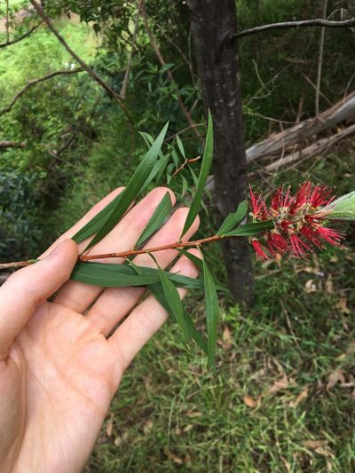 Melaleuca linearifolia, photographed by Thomas Mesaglio