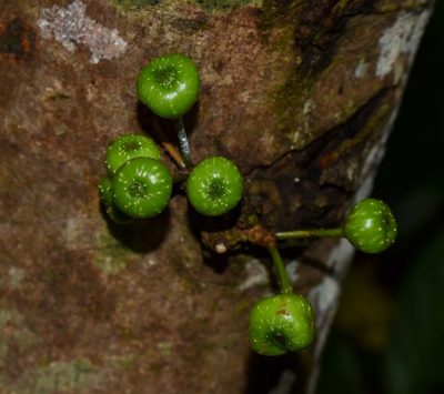 Ficus variegata, photographed by Rejoice Gassah