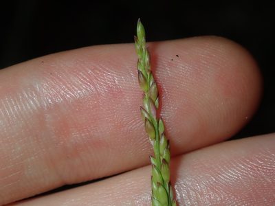 Entolasia marginata, photographed by Thomas Mesaglio