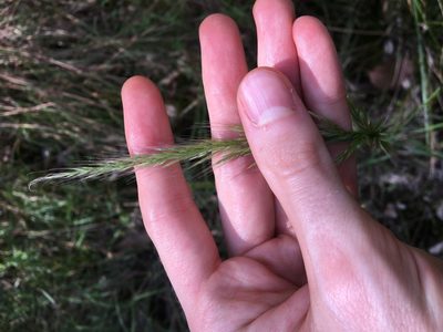 Dichelachne micrantha, photographed by Thomas Mesaglio