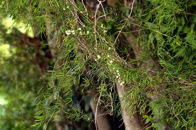 Asparagus natalensis, photographed by Wynand Uys