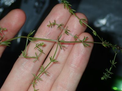 Hydrogalium confertum, photographed by Thomas Mesaglio