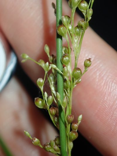 Juncus usitatus, photographed by Thomas Mesaglio