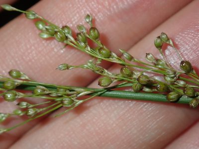 Juncus usitatus, photographed by Thomas Mesaglio