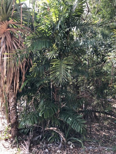 Ptychosperma propinquum, photographed by elawrey