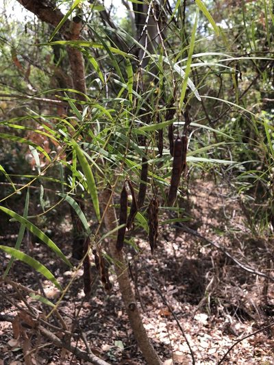 Acacia simsii, photographed by elawrey