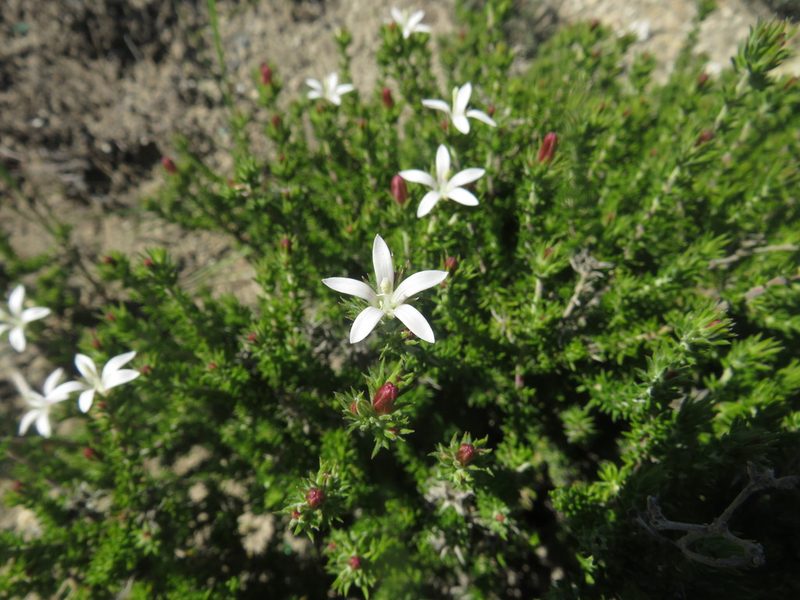 Wahlenbergia calcarea, photographed by James Deacon