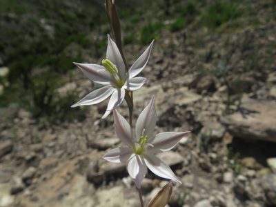Gladiolus stellatus, photographed by James Deacon