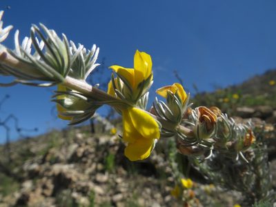 Aspalathus nickhelmei, photographed by James Deacon