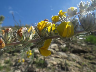 Aspalathus nickhelmei, photographed by James Deacon