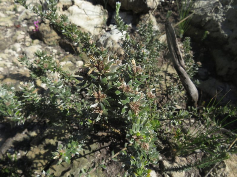 Amphithalea alba, photographed by James Deacon